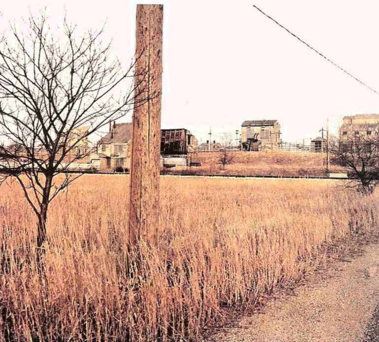 dry grass and brush